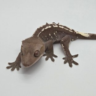 아잔틱 화이트포트홀