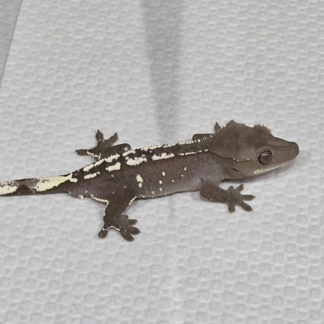 아잔틱 화이트포트홀