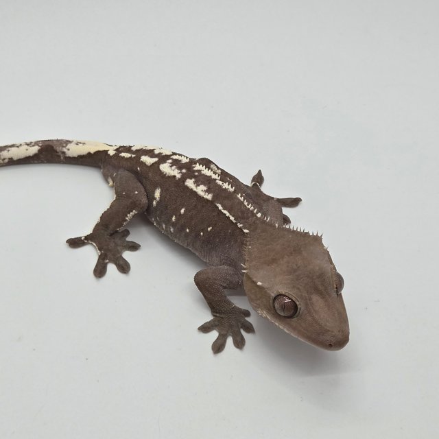 아잔틱 화이트포트홀