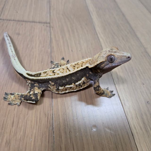 노멀 릴리화이트