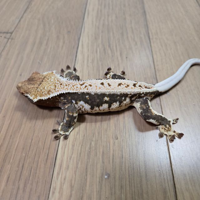 노멀 릴리화이트