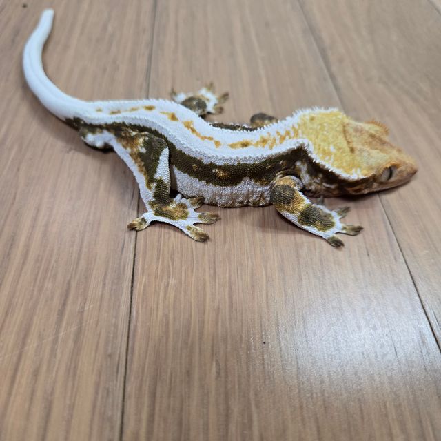 릴리화이트 풀핀 드리피 화이트