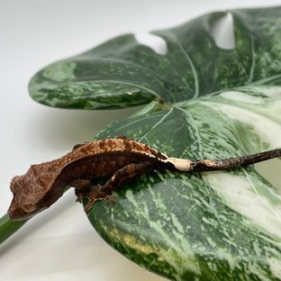 카푸치노 다크