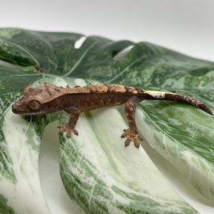 카푸치노
