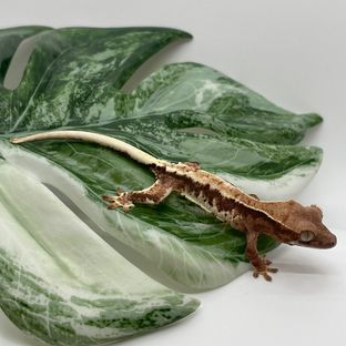 프라푸치노