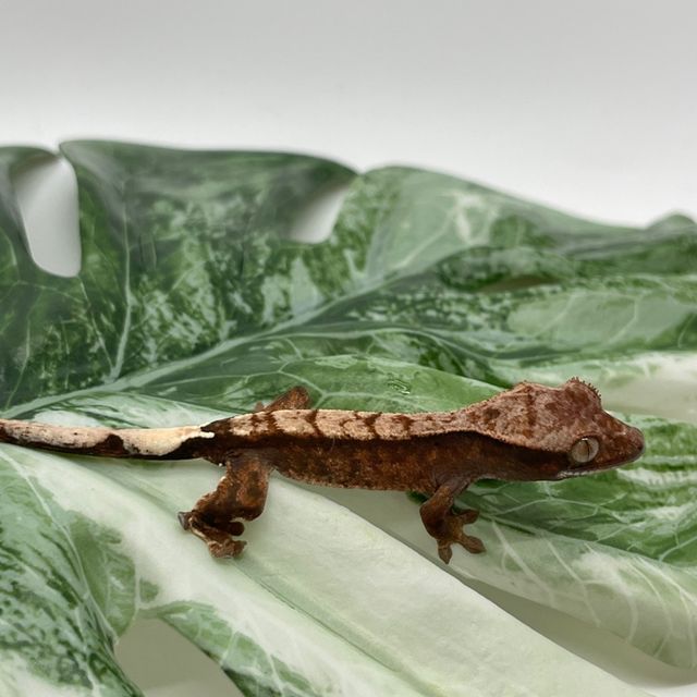 카푸치노