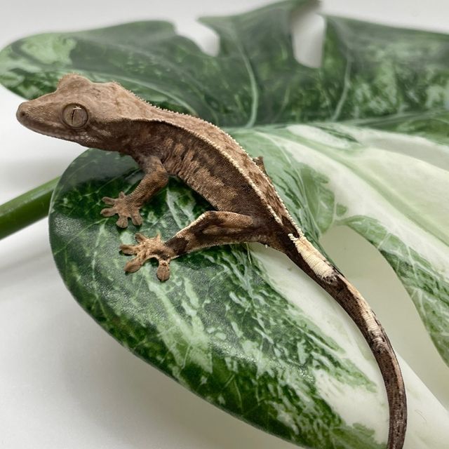 카푸치노