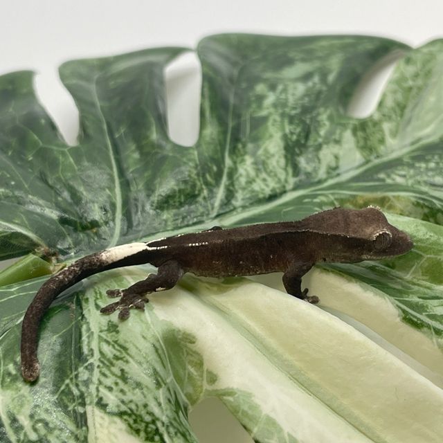 아잔틱
