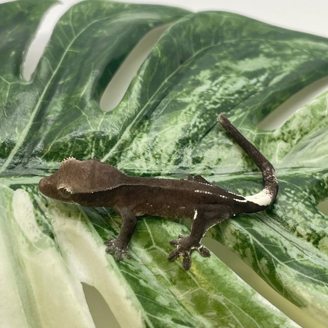 아잔틱