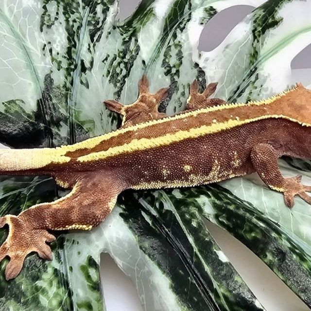 카푸치노