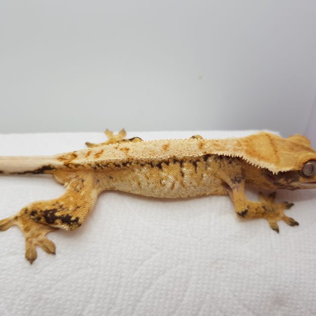 트라이