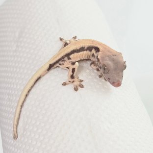 릴리 세이블