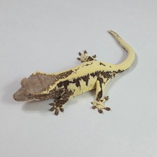 프라푸치노
