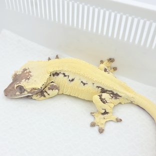 라떼