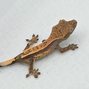 설눈 바름