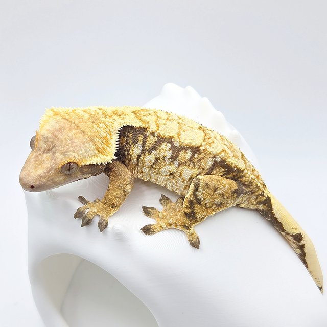 노멀 트라이 화이트스팟 드리피