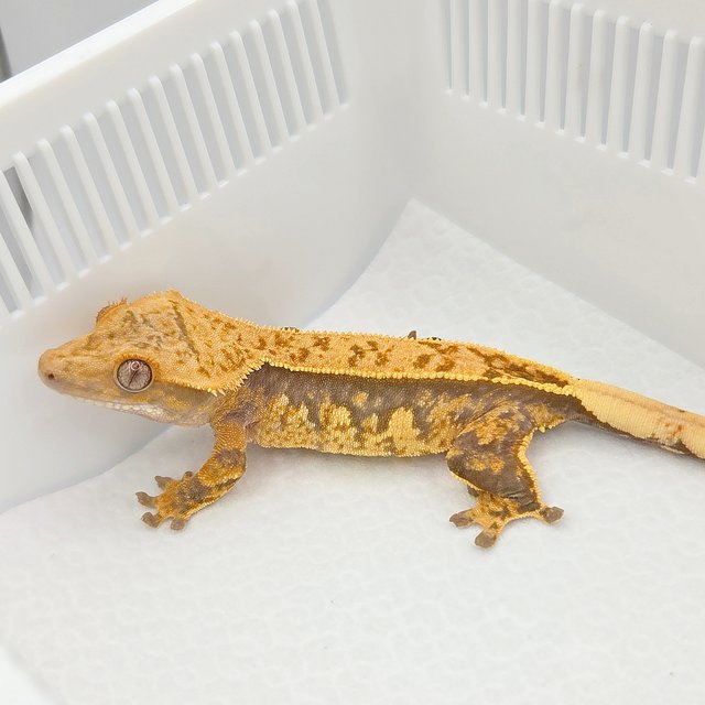 노멀 핀스트라이프 쿼드