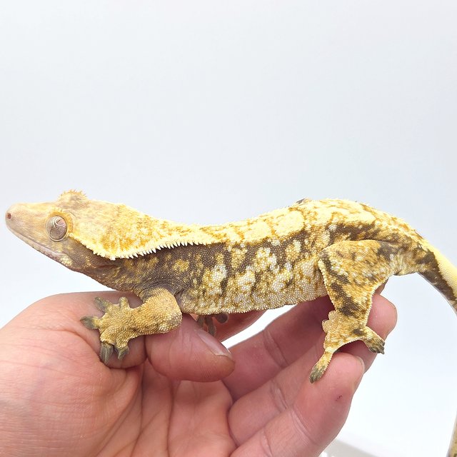 노멀 트라이 화이트스팟 드리피