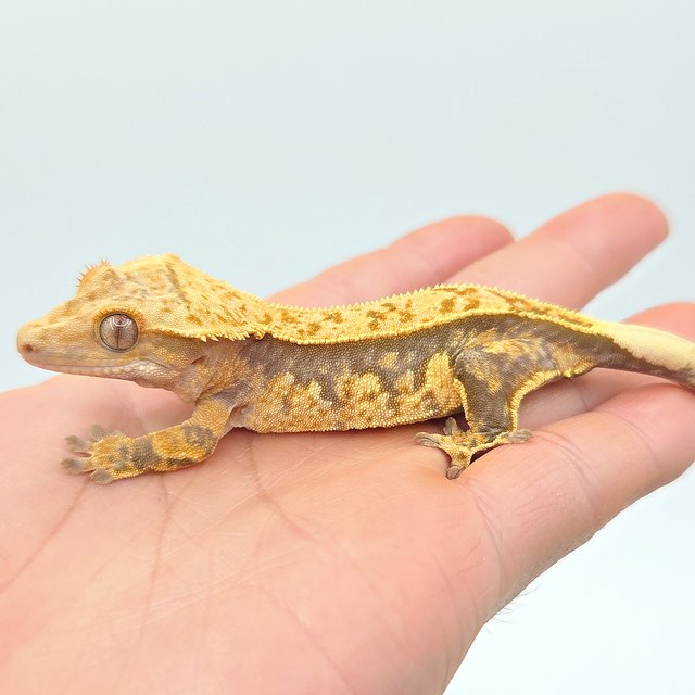 노멀 핀스트라이프 쿼드