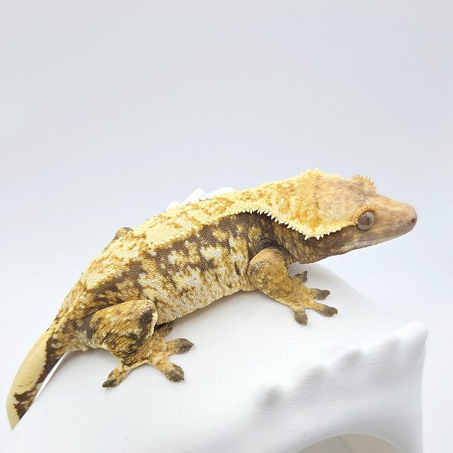 노멀 트라이 화이트스팟 드리피