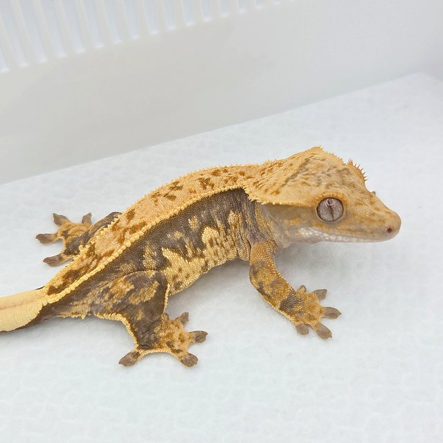 노멀 핀스트라이프 쿼드