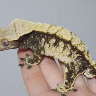 익스트림할리퀸