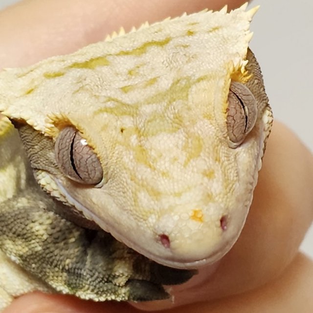 익스트림할리퀸