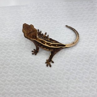 풀핀 화이트핀 엠티백