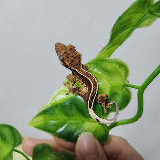 도리