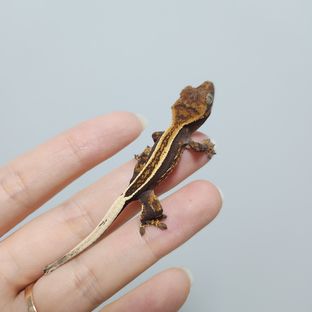 우리