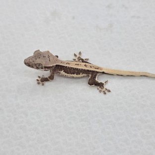 릴리100%헷아잔틱