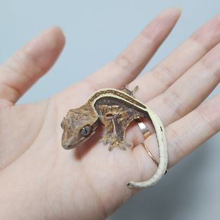 하프