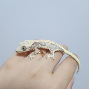 목화