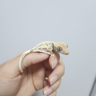 서울