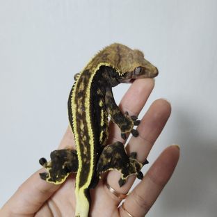 태백
