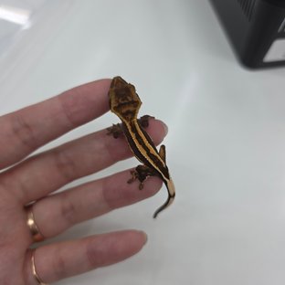 노멀 다크 슈퍼스트라이프 엠티백