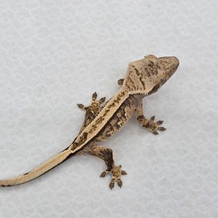 풀핀 핀스트라이프 트라이 익스트림할리퀸