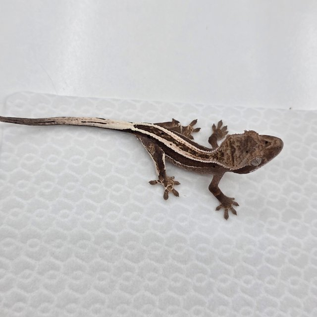 카푸치노 100%헷아잔틱