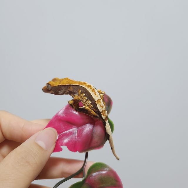 트라이 익스트림할리퀸