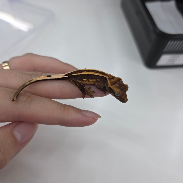 노멀 다크 슈퍼스트라이프 엠티백