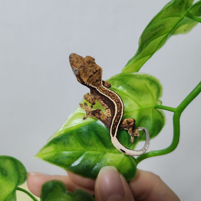 엠티백 풀핀 화이트핀