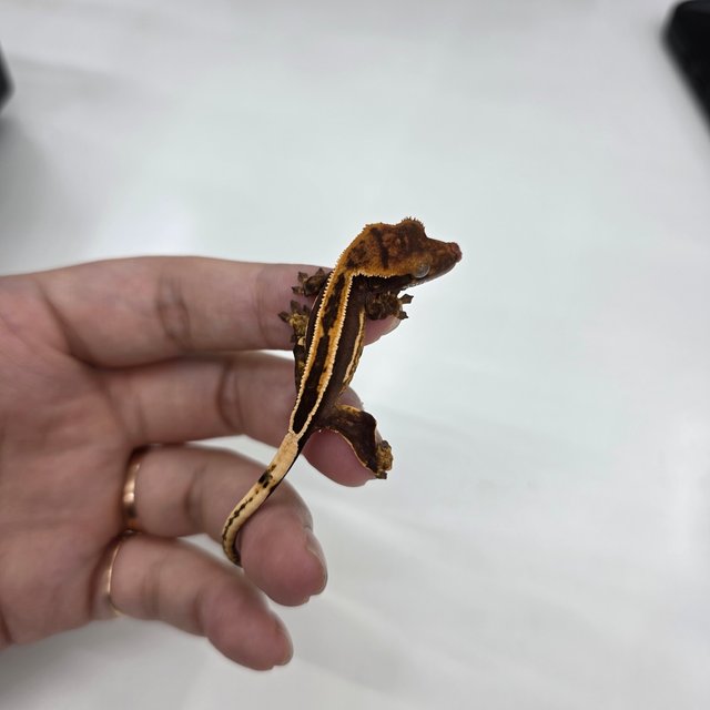 노멀 다크 풀핀 엠티백