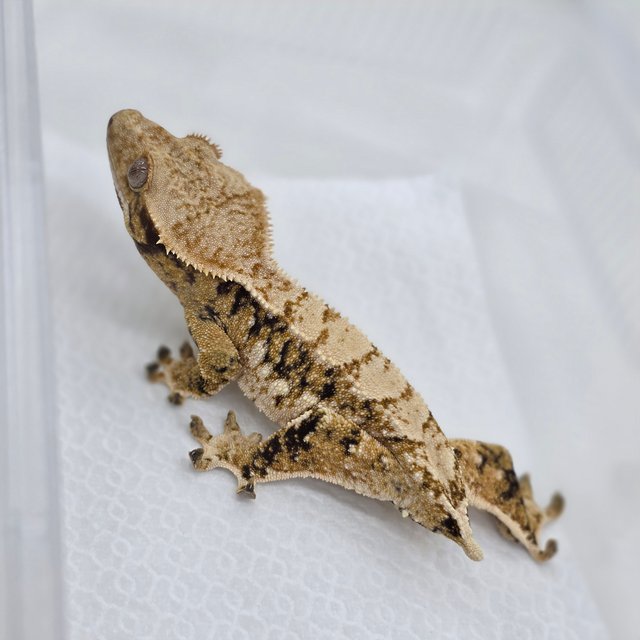 트라이 익스트림할리퀸