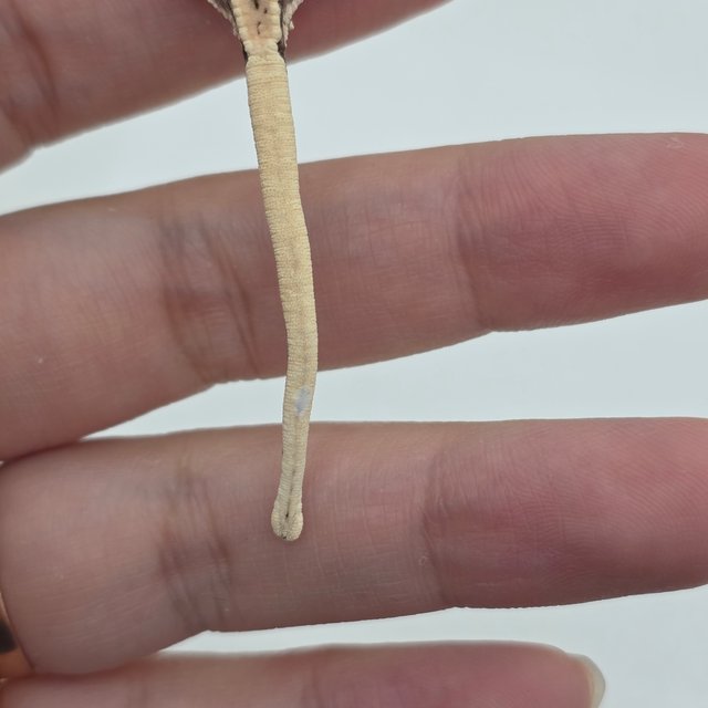 릴리100%헷아잔틱