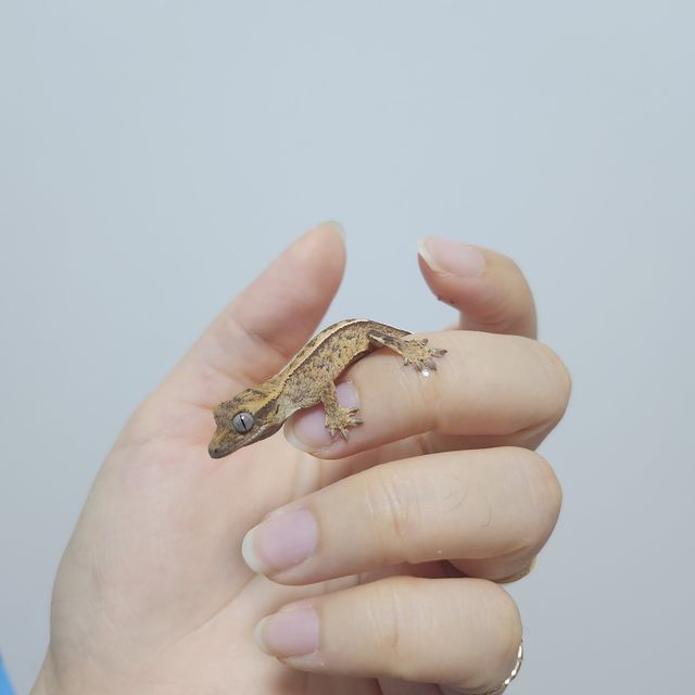 크림시클