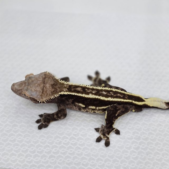 엠티백 풀핀 다크