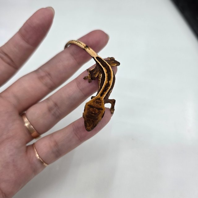 노멀 다크 풀핀 엠티백