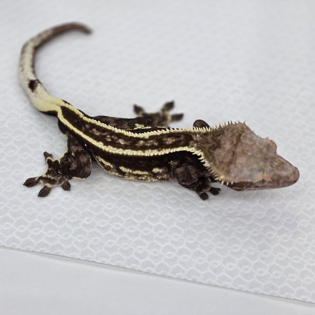 엠티백 풀핀 다크