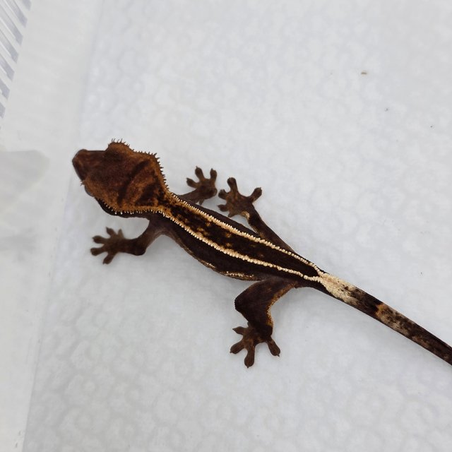 풀핀 다크 엠티백