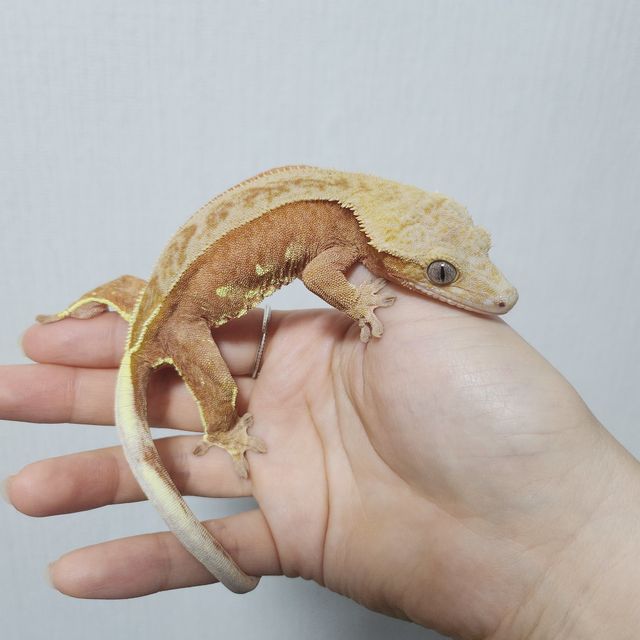 레드 팬텀